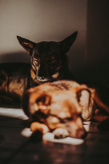 Dog Calming Vest: Does It Really Work for Thunder Anxiety?