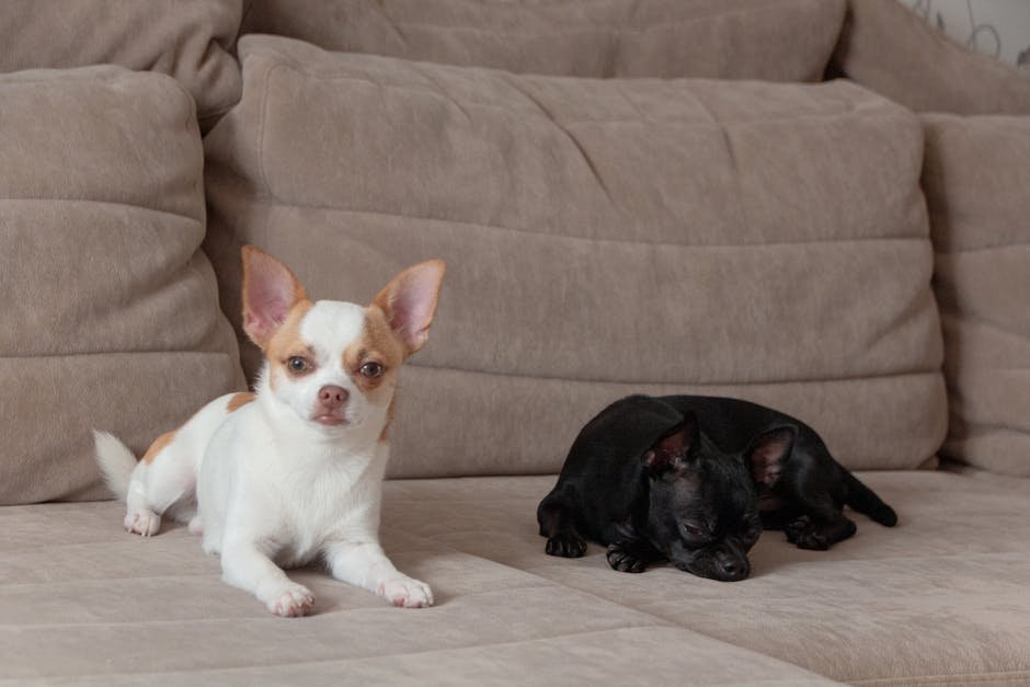 The Best Anxiety Toys for Dogs Left Alone