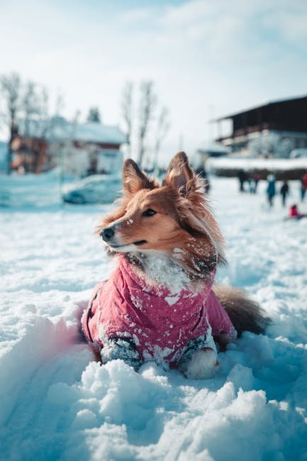 Chewable Calming Tablets for Pets: Are They Right for Your Furry Friend?
