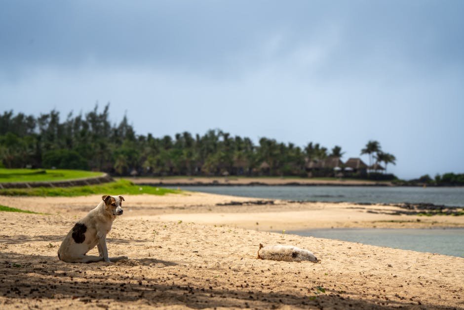Calming Chews for Dogs with Separation Anxiety: Finding Relief