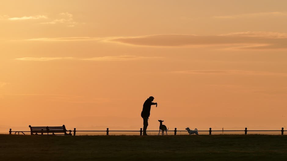 Organic Anti-Stress Treats for Pets: Safe and Effective?